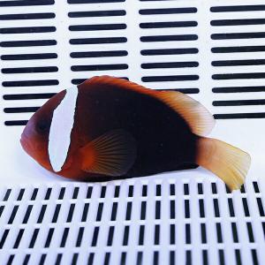 現物1】カクレクマノミbig 7.5cm± ! wild 海水魚 カクレクマノミ(t111