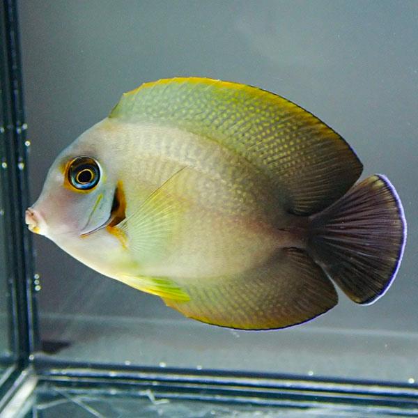 ★クログチニザ 6-8cm±! 海水魚 ハギ !15時までのご注文で当日発送【ハギ】(t119(t2...
