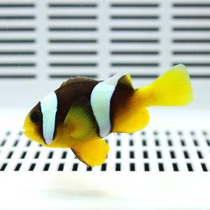 セバエアネモネ 4-6cm±(A-2980) 海水魚 サンゴ 生体｜aquagift