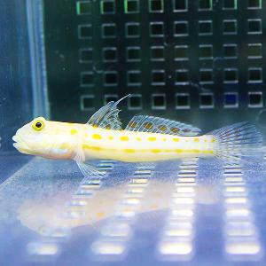 オトメハゼ 6-8cm±(A-3022) 海水魚 サンゴ 生体