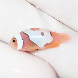 【現物5】ブラックピカソクラウン 2.3cm±! 海水魚 クマノミ 餌付け 15時までのご注文で当日発送(t115(t207