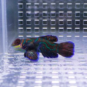 マンダリン 5-7cm± !雌雄判別不可 海水魚 ネズッポ 15時までのご注文で当日発送(t125