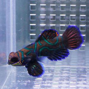 マンダリン 5-7cm± !雌雄判別不可 海水...の詳細画像1