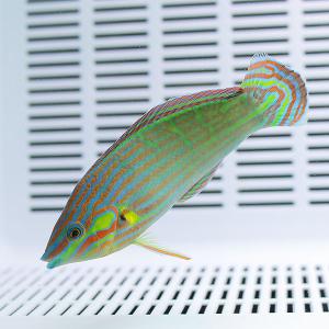 カザリキュウセン 7-9cm±(A-3097) 海水魚 サンゴ 生体｜aquagift