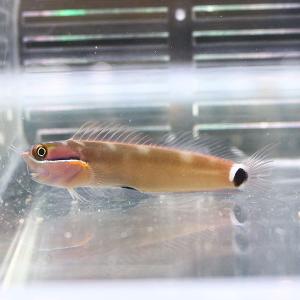 スポットテールブレニー 3-4cm (A-3131) 海水魚 サンゴ 生体