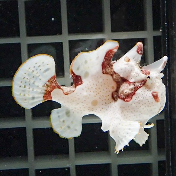 【現物2】クマドリカエルアンコウ 6cm! 海水魚 アンコウ 15時までのご注文で当日発送【カエルア...