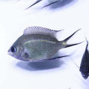 スパイニークロミス 3-4cm(A-3199) 海水魚 サンゴ 生体｜aquagift