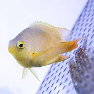 ネッタイスズメダイ 3-4cm(A-3204)...の詳細画像1