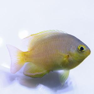 ネッタイスズメダイ 5匹set 3-4cm(A-3205) 海水魚 サンゴ 生体｜aquagift