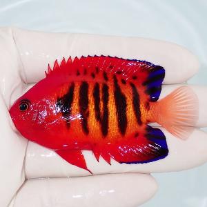 アクアギフト ブルーエンゼル 小型ヤッコ Yahoo ショッピング