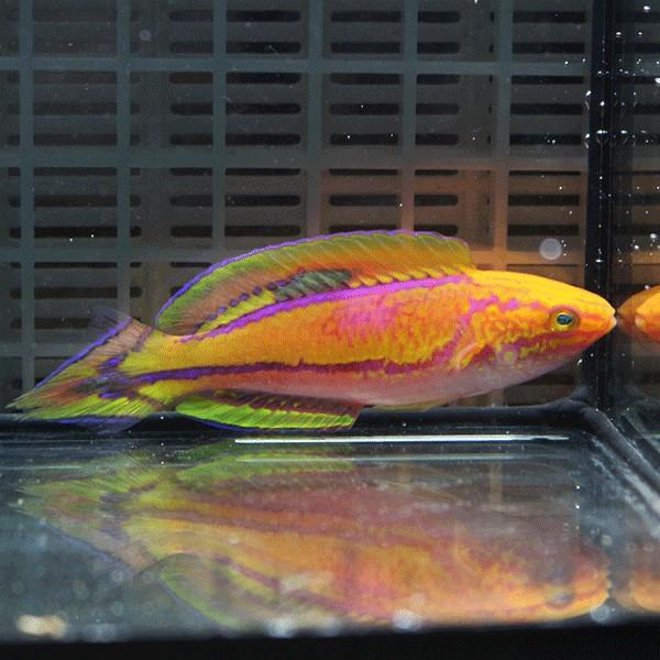 ピンテールフェアリーラス ♂8-10cm±!海水魚 ベラ 15時までのご注文で当日発送(t122