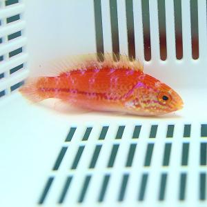 DI浄水器「苔いじめ」交換用イオン交換樹脂 5L (C-1002) 海水魚 サンゴ