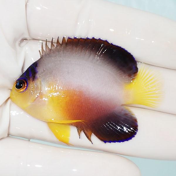 【現物1】マルチカラーエンゼル 5.8cm±! 海水魚 ヤッコ 15時までのご注文で当日発送(t11...