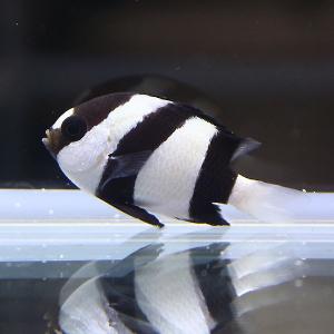 ミスジリュウキュウスズメダイ 5匹セット 3-4cm (A-3274) 海水魚 サンゴ 生体｜aquagift