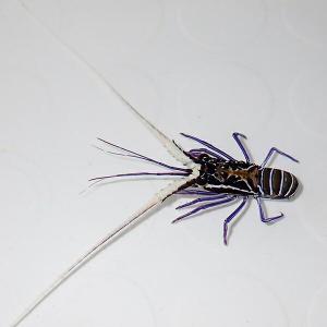 ゴシキエビ 1匹 4-6cm± (A-3309) 海水魚 サンゴ 生体｜aquagift