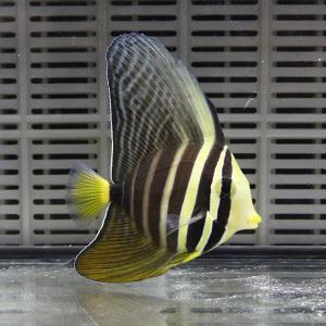 ヒレナガハギ 4-6cm± 海水魚 ハギ! 苔取の詳細画像1