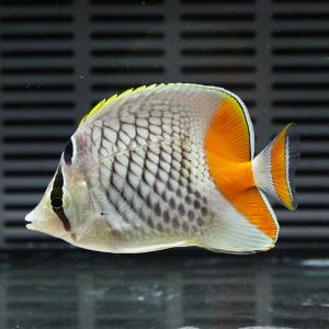 アミメチョウ 5-7cm± !海水魚 チョウチ...の詳細画像1