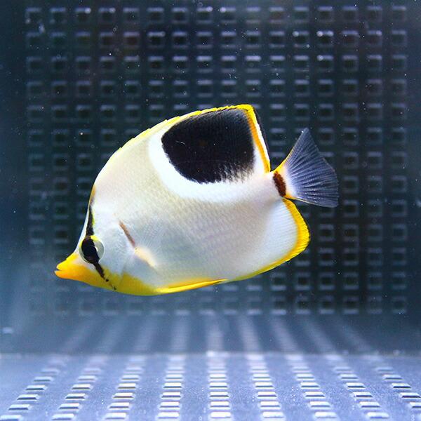 セグロチョウ 6-8cm±! 海水魚  【チョウチョウウオ】(t114