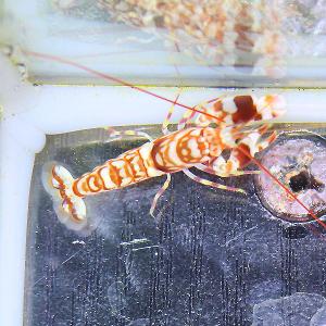 ニシキテッポウエビ（１匹）(A-3561) 海水魚 サンゴ 生体