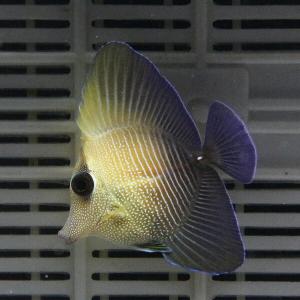 ゴマハギ 4-6cm± !海水魚 ハギ 餌付け15時までのご注文で当日発送(t119｜aquagift