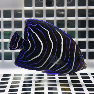 サザナミヤッコ 6-8cm± ! 海水魚 ヤッ...の詳細画像1