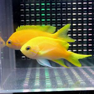 スミレナガハナダイ メス 10-12cm± (A-3679) 海水魚 サンゴ