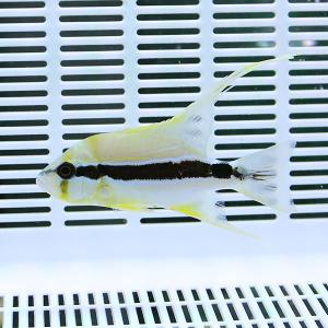 ハイフィンスナッパー 4-6cm± !海水魚 フエダイ 餌付け 15時までのご注文で当日発送(t111｜aquagift