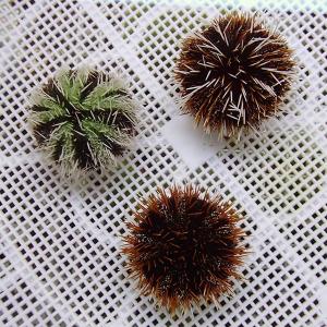 シラヒゲウニmix(1匹）5-7センチ(A-3749) 海水魚 サンゴ 生体