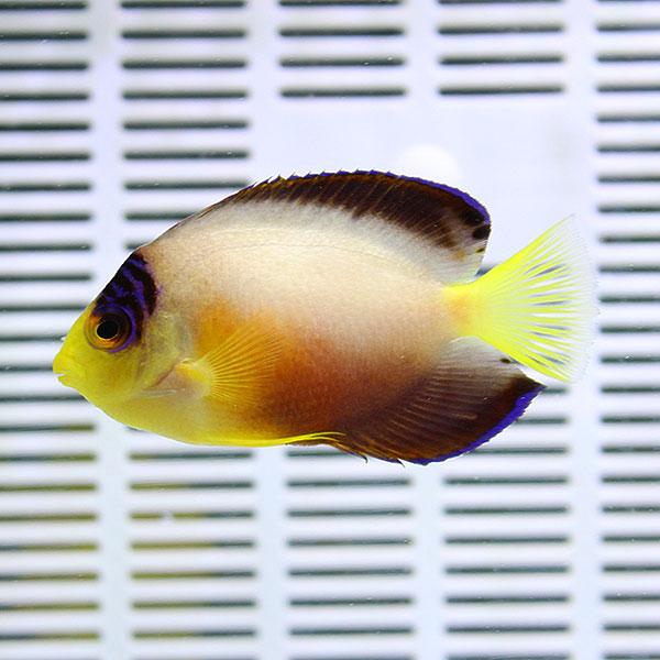 マーシャル産 マルチカラーエンゼル 5-7cm±! 海水魚 ヤッコ 15時までのご注文で当日発送(t...