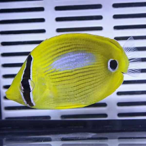 スミツキトノサマダイ 5-7cm!海水魚 生体 15時までのご注文で当日発送(t114