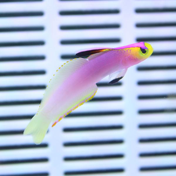 パープルファイヤーゴビー 4-6cm !海水魚 ハゼ 15時までのご注文で当日発送【ハゼ】(t121