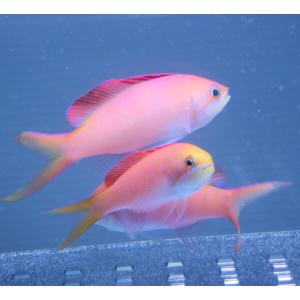 アカネハナゴイ 4-5cm±(A-3944) 海水魚 サンゴ 生体