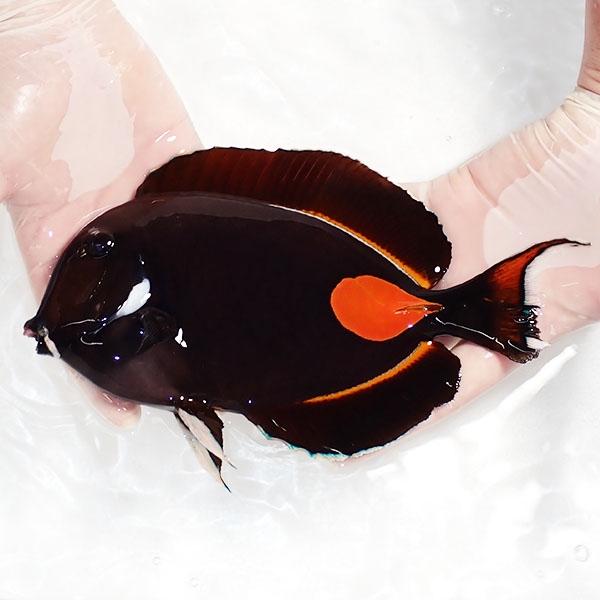 【現物1】粒エサOK 尾鰭欠けあり アキレスタン 22cm±! 海水魚 ハギ 15時までのご注文で当...