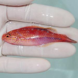 アクアギフト ベラ 海水魚 生体 Yahoo ショッピング