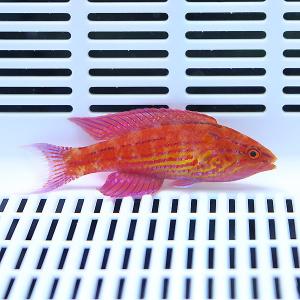 サンゴ現物20】ブレインコーラル(B-3045) 海水魚 サンゴ 生体 : アクア