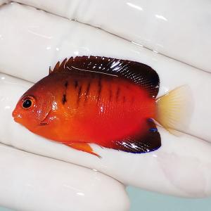 【現物】美個体ダイダイヤッコ 5cm±!海水魚 ヤッコ 15時までのご注文で当日発送(t111(t207｜aquagift