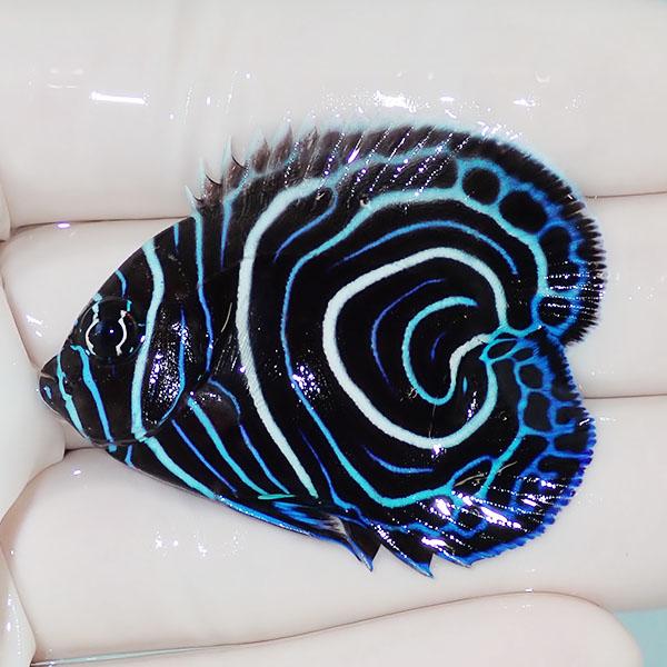 【現物】ウズマキハートテール 4.5cm±!海水魚 ヤッコ  15時までのご注文で当日発送(t111...