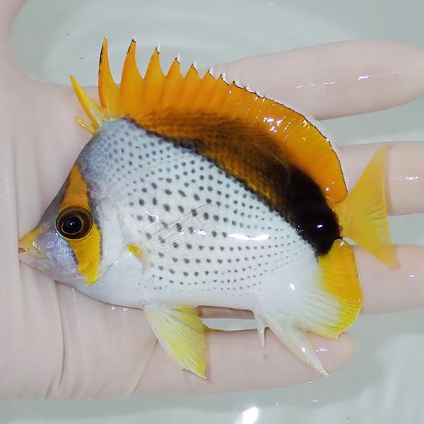 【現物4】粒エサOK マルケサスバタフライ 10cm±! 海水魚 チョウチョウウオ 15時までのご注...