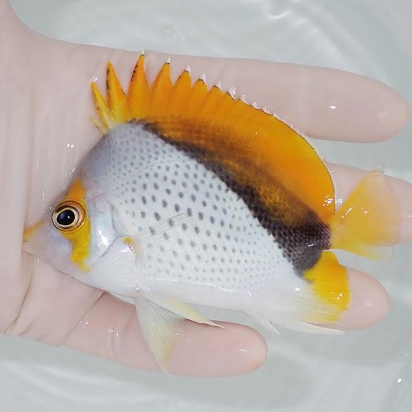 【現物8】マルケサスバタフライ 9.5cm±!  海水魚 チョウチョウウオ 15時までのご注文で当日...
