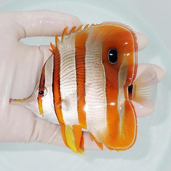 【現物1】ハシナガチョウ 12cm±!海水魚 チョウチョウウオ 15時までのご注文で当日発送(t11...