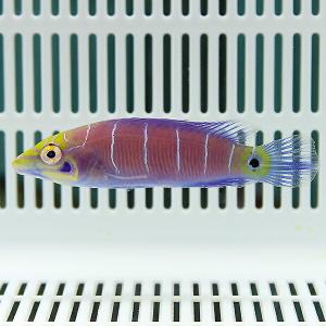 オセレイトラス 4-5cm± ! 海水魚 ベラ 15時までのご注文で当日発送(t122