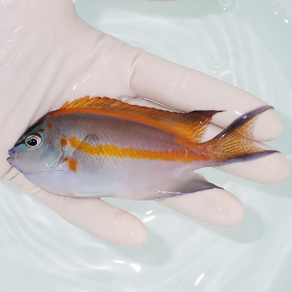 【現物1】ベルスエンゼル ♂ 13cm±! 海水魚 ヤッコ 15時までのご注文で当日発送(t111(...