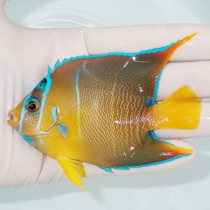 【現物36】クイーンエンゼル 4.5cm± カリブ産(A-4235) 海水魚 サンゴ 生体｜aquagift