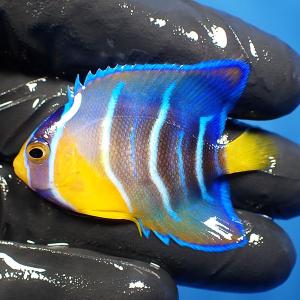 【現物41】クイーンエンゼル 5.2cm± カリブ産(A-4240) 海水魚 サンゴ 生体｜aquagift