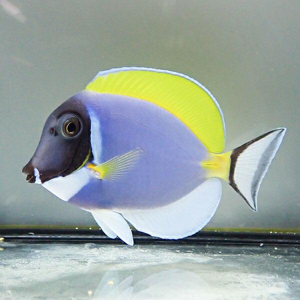 パウダーブルータン 9-11cm±! ハギ 海水魚 死着保証あり15時までのご注文で当日発送(t11...