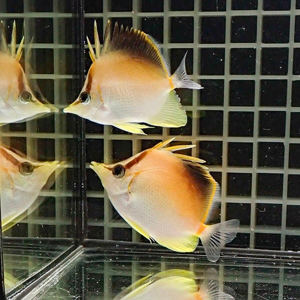 【現物】カリビアンロングスナウト ペア 6cm± 7.5cm±! 海水魚 チョウチョウウオ 15時ま...