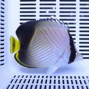 インディアンバガボンド 9-11cm± (A-...の詳細画像1