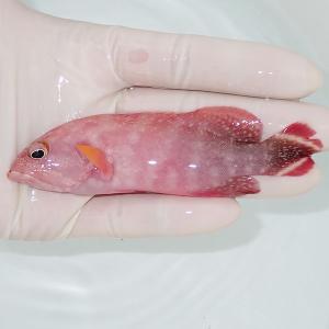 【現物3】ニジハタ 10.5cm± !海水魚 生体 15時までのご注文で当日発送(t120(t207｜aquagift