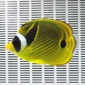 チョウハン 9-11cm± 海水魚! チョウチョウウオ (t114