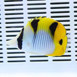 インドスダレチョウ 10-12cm±(A-4285) 海水魚 サンゴ 生体